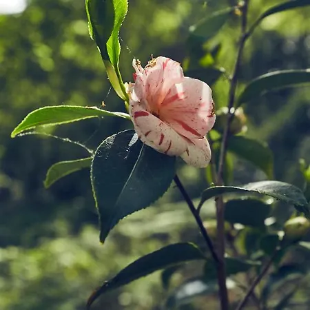 Alpehytte Le Jardin Saint Germain And Events *